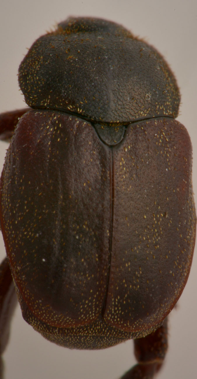 Rutelidae: Hoplia brunnipes